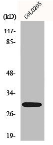 Western Blot analysis of COLO205 cells using MRP-L9 Polyclonal Antibody