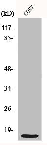 Western Blot analysis of COS7 cells using MRP-S21 Polyclonal Antibody