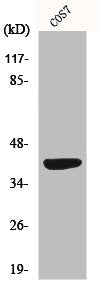 Western Blot analysis of COS7 cells using MRP-S22 Polyclonal Antibody