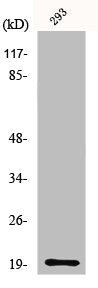Western Blot analysis of 293 cells using MRP-S25 Polyclonal Antibody