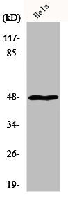 Western Blot analysis of HuvEc cells using MRP-S27 Polyclonal Antibody