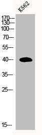 Western Blot analysis of K562 cells using MRP-S35 Polyclonal Antibody