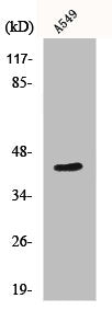 Western Blot analysis of A549 cells using MRP-S9 Polyclonal Antibody