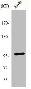 Western Blot analysis of HeLa cells using MRTF-A Polyclonal Antibody