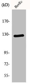 Western Blot analysis of HuvEc cells using MSH3 Polyclonal Antibody