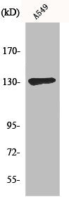 Western Blot analysis of A549 cells using Sin3B Polyclonal Antibody