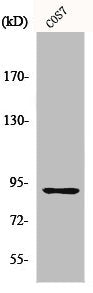 Western Blot analysis of COS7 cells using MSK1 Polyclonal Antibody