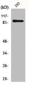 Western Blot analysis of 293 cells using MSK1 Polyclonal Antibody