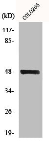 Western Blot analysis of COLO205 cells using MST-3 Polyclonal Antibody
