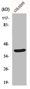 Western Blot analysis of COLO205 cells using MSY2 Polyclonal Antibody
