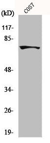 Western Blot analysis of COLO205 cells using MTHFR Polyclonal Antibody