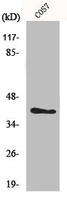 Western Blot analysis of COLO205 cells using MVK Polyclonal Antibody