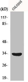 Western Blot analysis of COLO205 cells using MyD88 Polyclonal Antibody