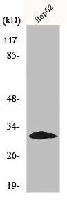 Western Blot analysis of HepG2 cells using Myf-5 Polyclonal Antibody