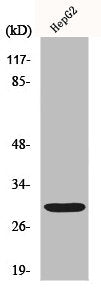Western Blot analysis of 293 cells using Myf-6 Polyclonal Antibody