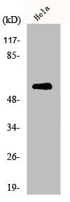 Western Blot analysis of HepG2 cells using MYH Polyclonal Antibody