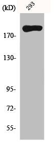 Western Blot analysis of 293 cells using MYH14 Polyclonal Antibody