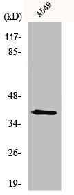 Western Blot analysis of A549 cells using Myogenin Polyclonal Antibody