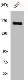 Western Blot analysis of HT29 cells using Myomesin-2 Polyclonal Antibody