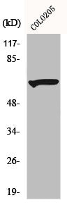 Western Blot analysis of COLO205 cells using Myotubularin Polyclonal Antibody