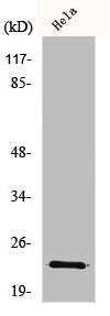 Western Blot analysis of HeLa cells using Myp Polyclonal Antibody
