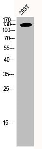 Western Blot analysis of 293T cells using MYPT1 Polyclonal Antibody