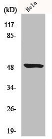 Western Blot analysis of HeLa cells using Myt 1 Polyclonal Antibody