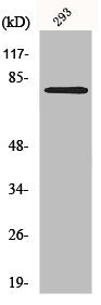 Western Blot analysis of K562 cells using MZF-1 Polyclonal Antibody