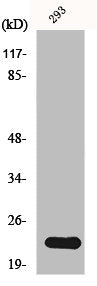 Western Blot analysis of 293 cells using N/H/K-Ras Polyclonal Antibody