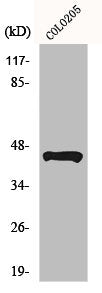 Western Blot analysis of HeLa cells using N33 Polyclonal Antibody