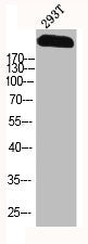 Western Blot analysis of 293T cells using Na+ CP type IXα Polyclonal Antibody