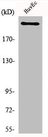 Western Blot analysis of HuvEc cells using Na+ CP-pan Polyclonal Antibody