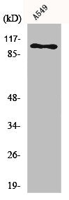 Western Blot analysis of A549 cells using Na+/K+-ATPase α1 Polyclonal Antibody