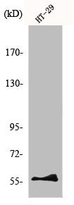 Western Blot analysis of RAW264.7 cells using NAB2 Polyclonal Antibody