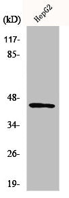 Western Blot analysis of HepG2 cells using Nap1 Polyclonal Antibody