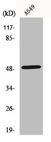 Western Blot analysis of A549 cells using NARFL Polyclonal Antibody