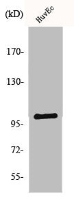 Western Blot analysis of HuvEc cells using NARG1 Polyclonal Antibody