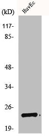 Western Blot analysis of COLO205 cells using NBK Polyclonal Antibody