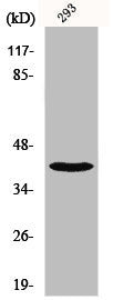 Western Blot analysis of 293 cells using NBPF1/9/10/12/14/15/16/20 Polyclonal Antibody