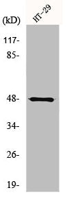 Western Blot analysis of HepG2 cells using NBPF7 Polyclonal Antibody