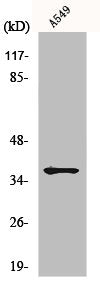 Western Blot analysis of COLO205 cells using ND1 Polyclonal Antibody