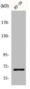 Western Blot analysis of HT29 cells using ND5 Polyclonal Antibody