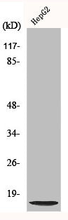 Western Blot analysis of Jurkat cells using NDUFA4L2 Polyclonal Antibody