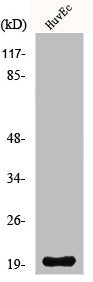 Western Blot analysis of HuvEc cells using NDUFA8 Polyclonal Antibody