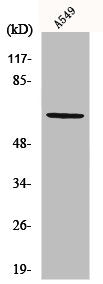 Western Blot analysis of A549 cells using Nectin 3 Polyclonal Antibody
