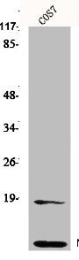 Western Blot analysis of HepG2 cells using Neddylin Polyclonal Antibody