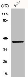 Western Blot analysis of HeLa cells using NEIL1 Polyclonal Antibody