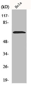 Western Blot analysis of Hela cell using NEIL3 Polyclonal Antibody