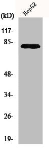 Western Blot analysis of COLO205 cells using Nek5 Polyclonal Antibody