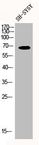 Western Blot analysis of SH-SY5Y cells using Nephrocystin-5 Polyclonal Antibody